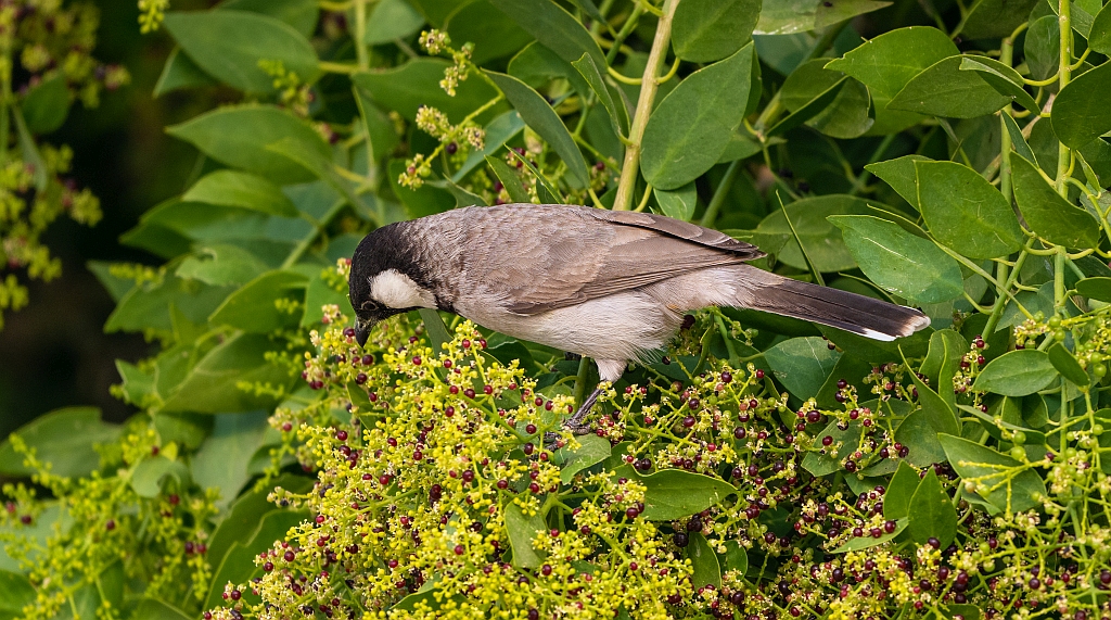 White-eared Bulbul